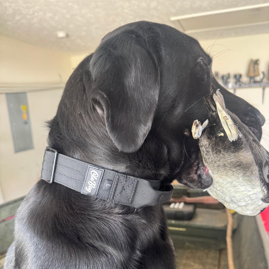 Ole Boy Adjustable Length Quick Release Dog Collar/Leash Set