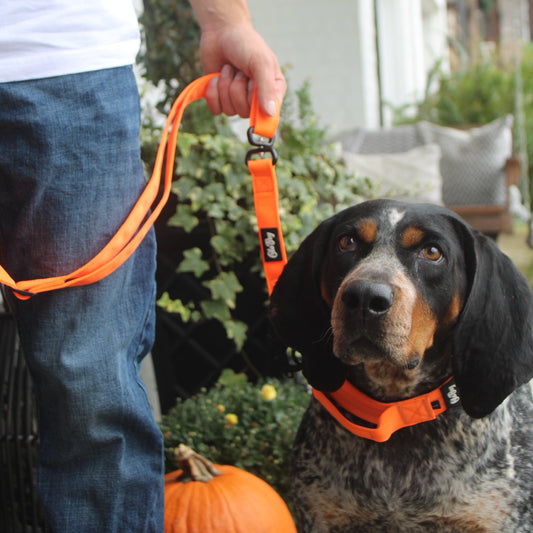 Ole Boy Adjustable Length Quick Release Dog Collar/Leash Set