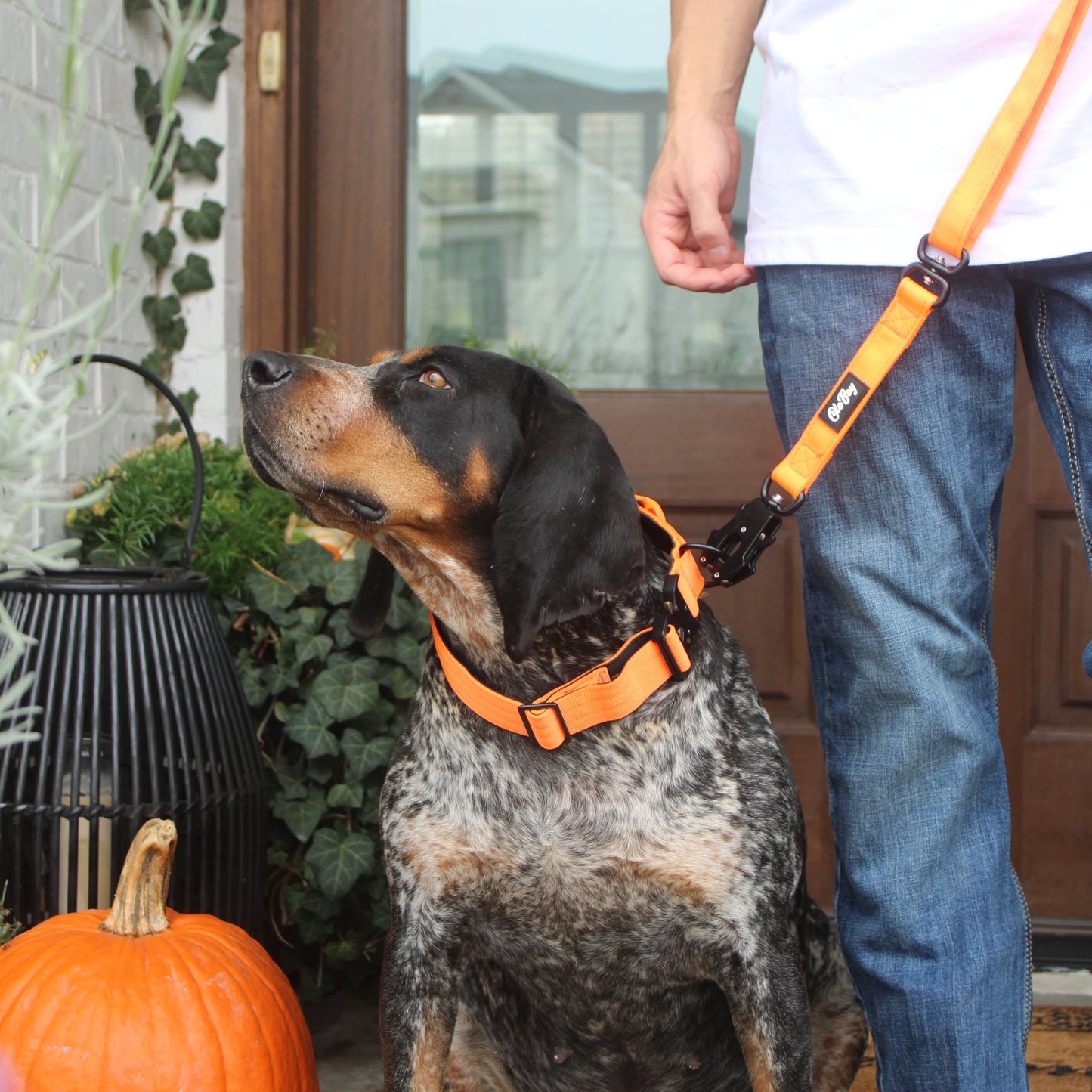 Ole Boy Adjustable Length Quick Release Dog Collar/Leash Set